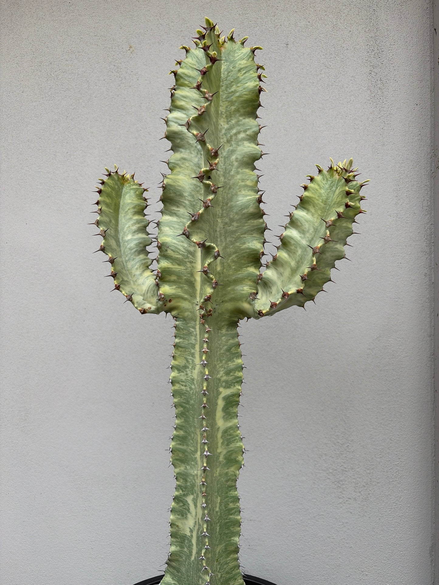 Euphorbia Ammak large 3 arms.