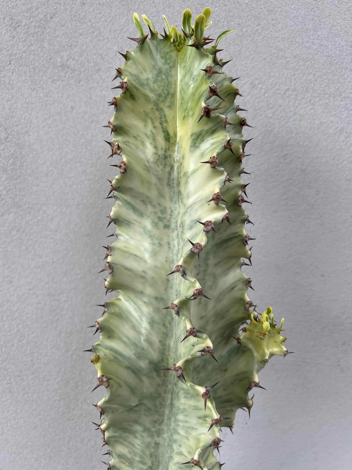 Euphorbia Ammak large