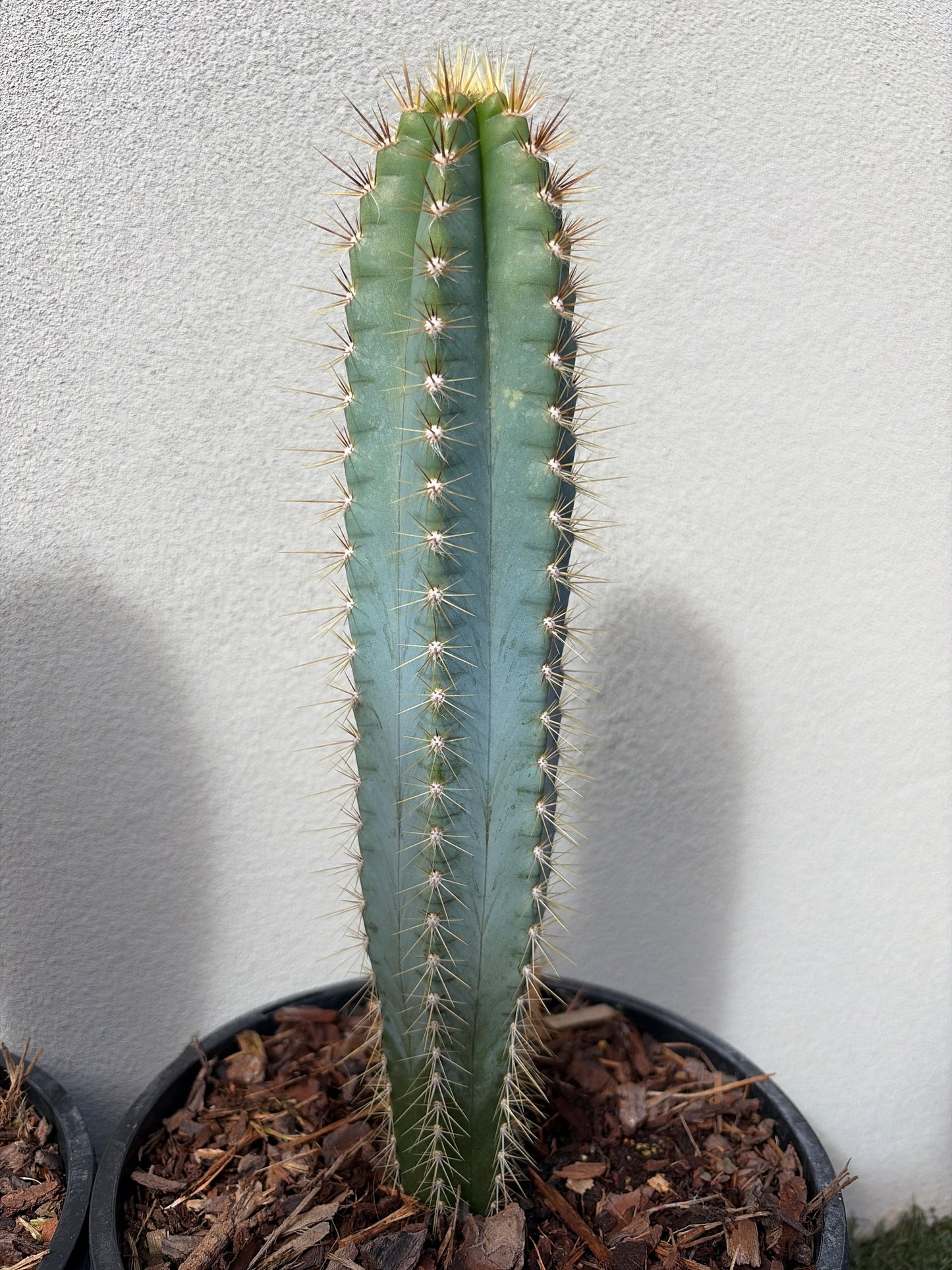 Blue Torch cactus