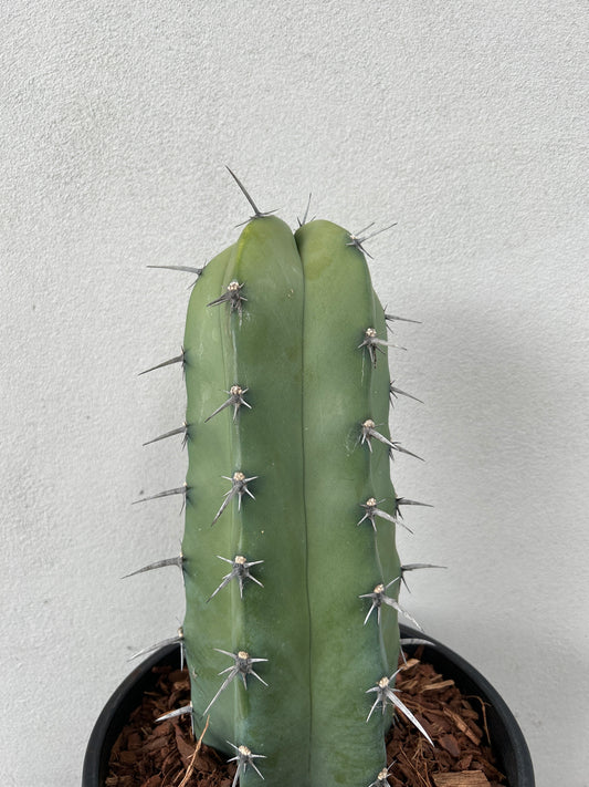 Myrtillocactus