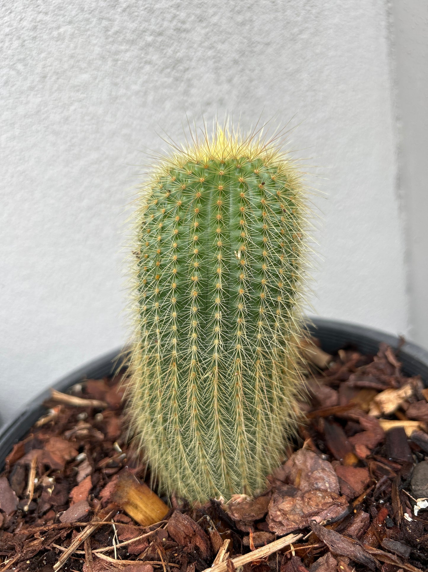 Parodia leninghausii cactus