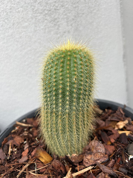 Parodia leninghausii cactus