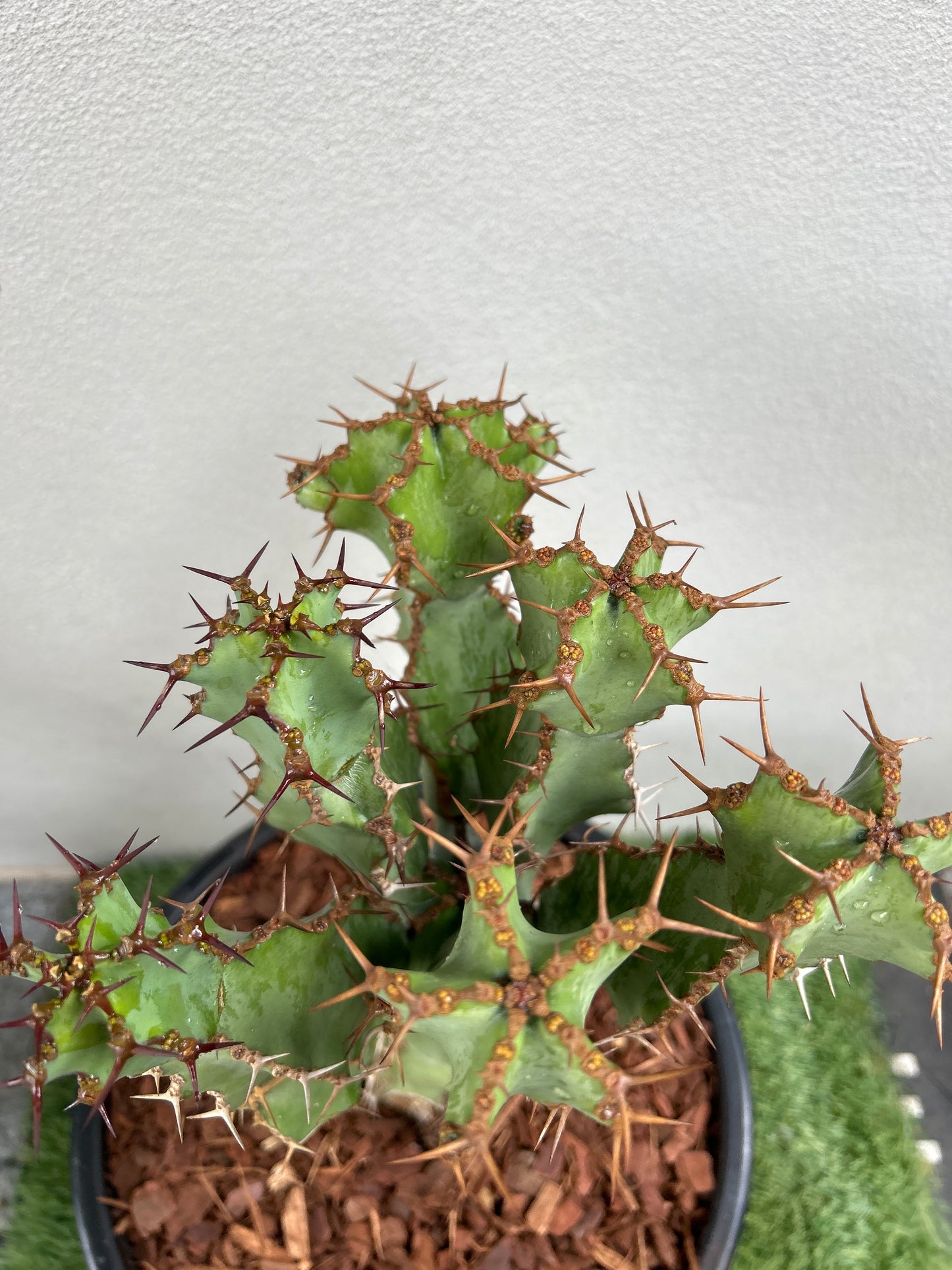 Euphorbia ceorulescens
