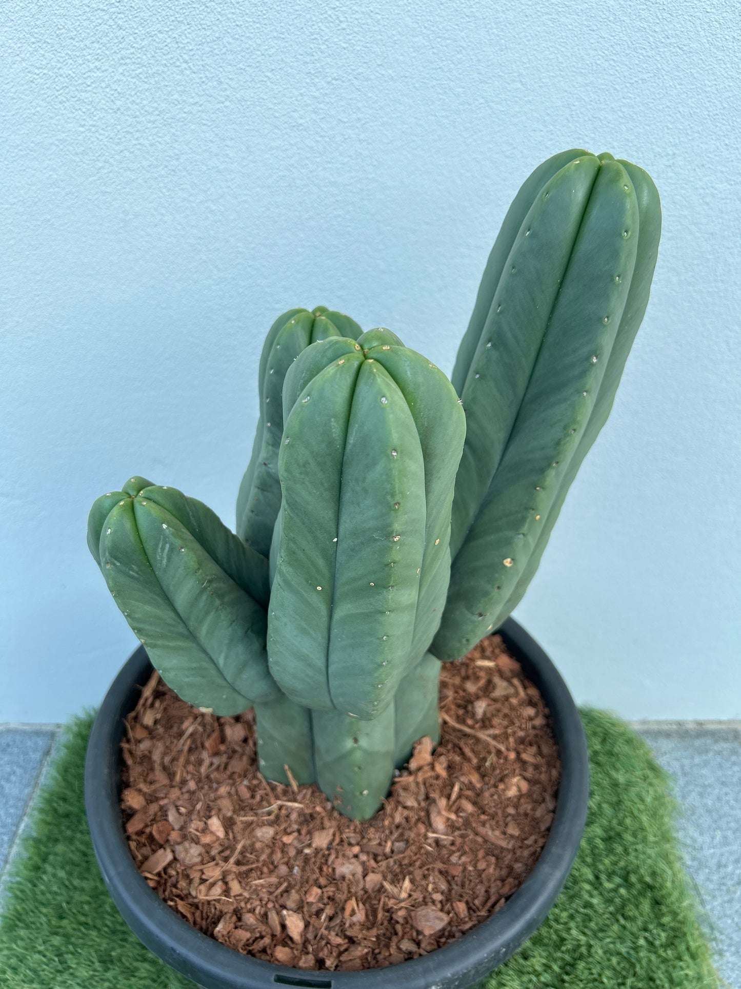 Echinopsis Scopulicola Tree