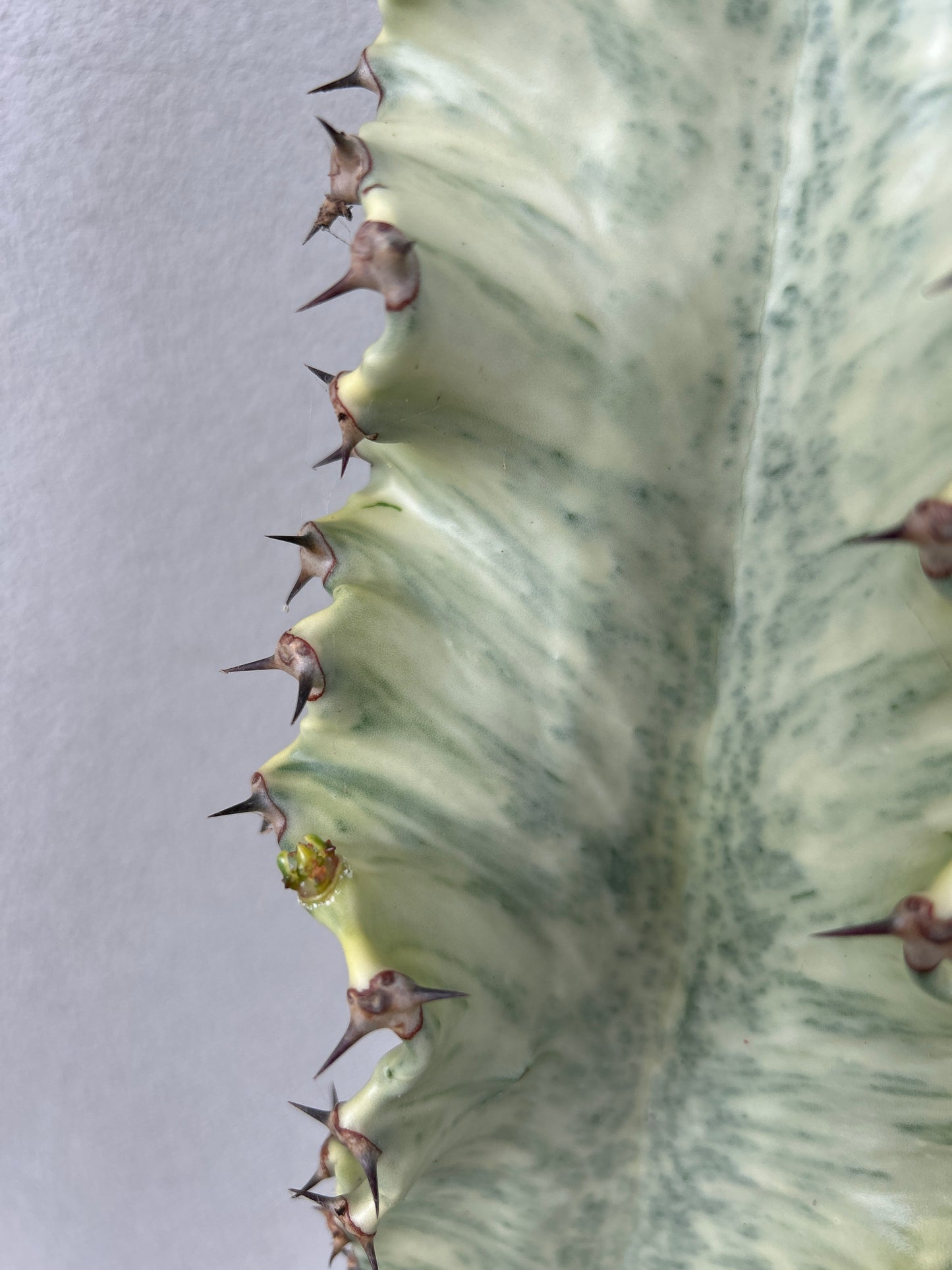 Euphorbia Ammak large