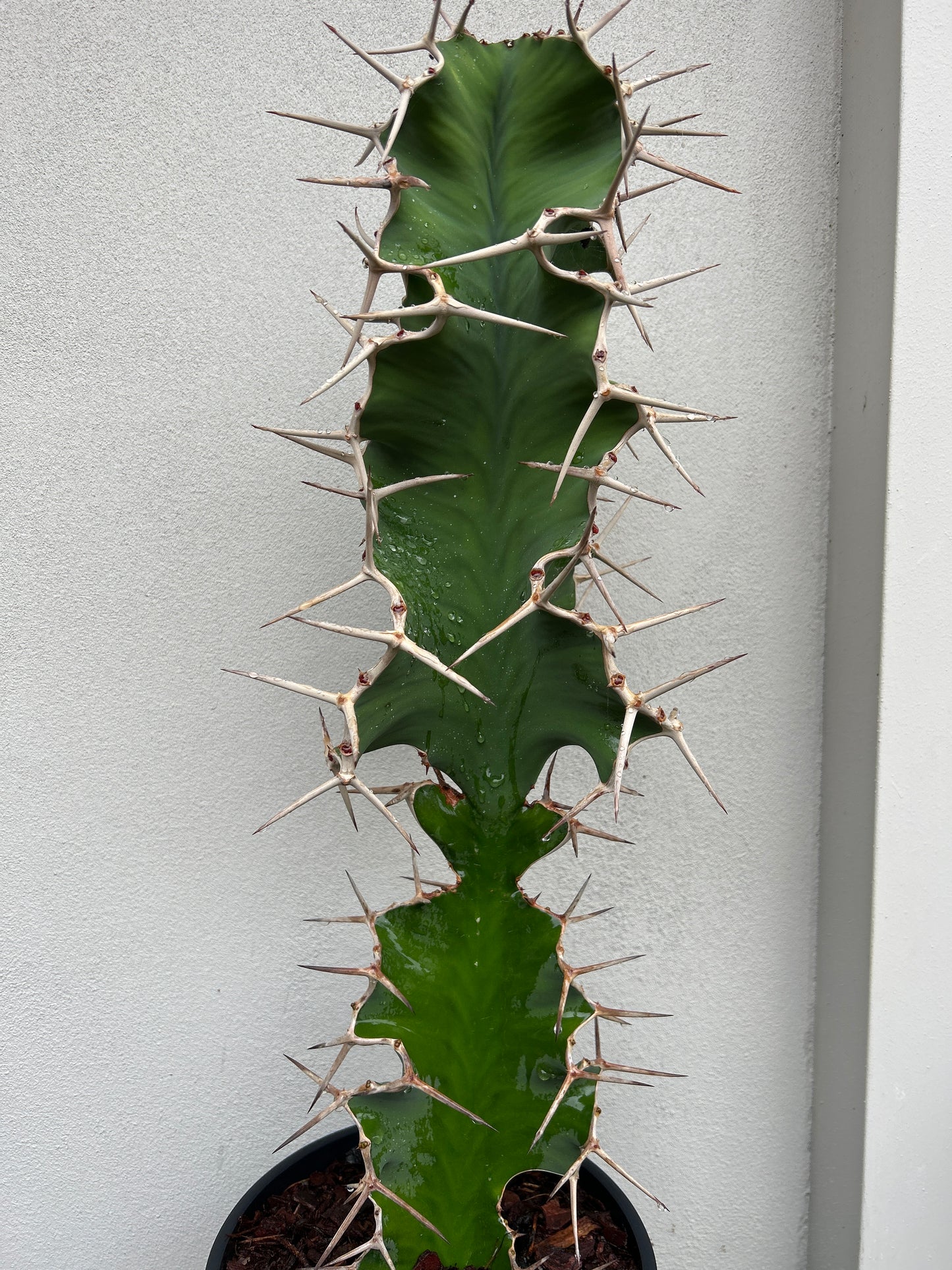 Cowhorn Cactus 4