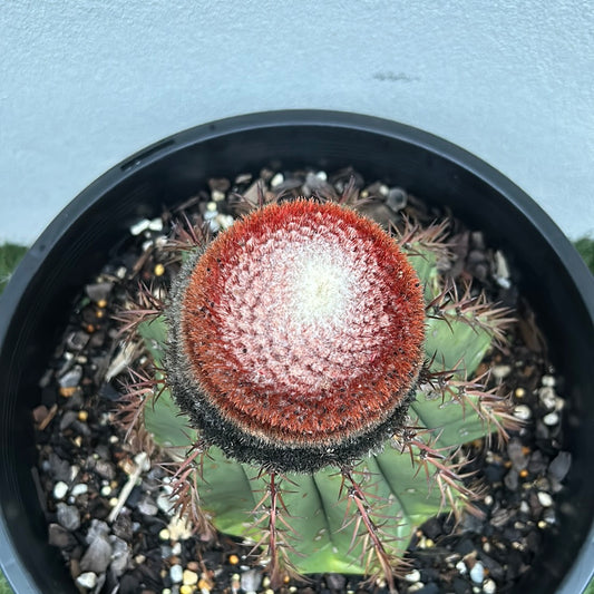 Melocactus with cap