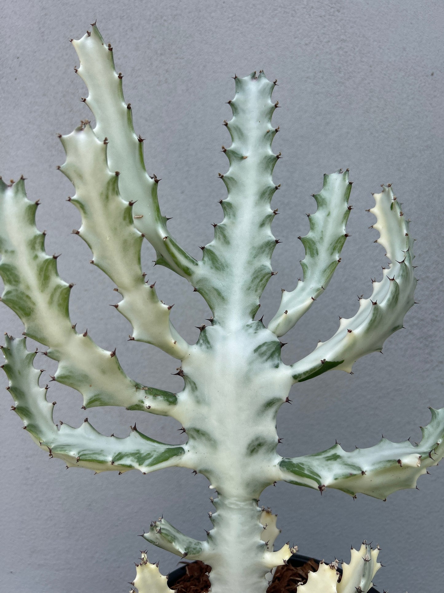 Ghost Cactus (Euphorbia lactea) Multiple arms