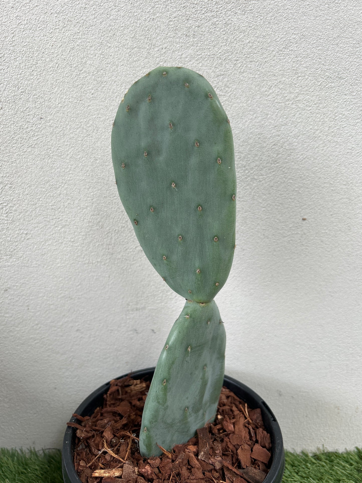 Burbank Spineless Cactus