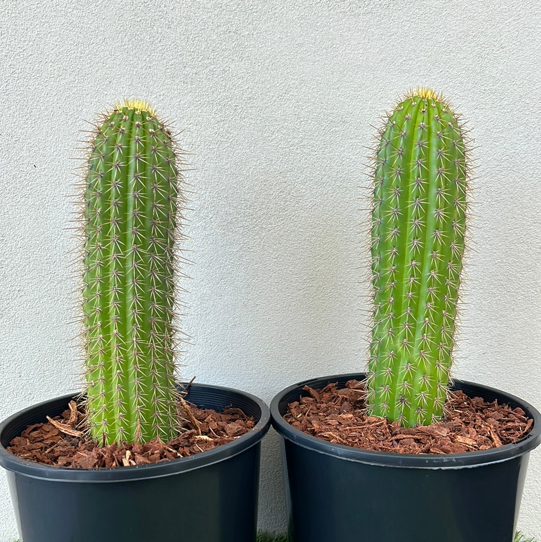 Golden Torch Cactus