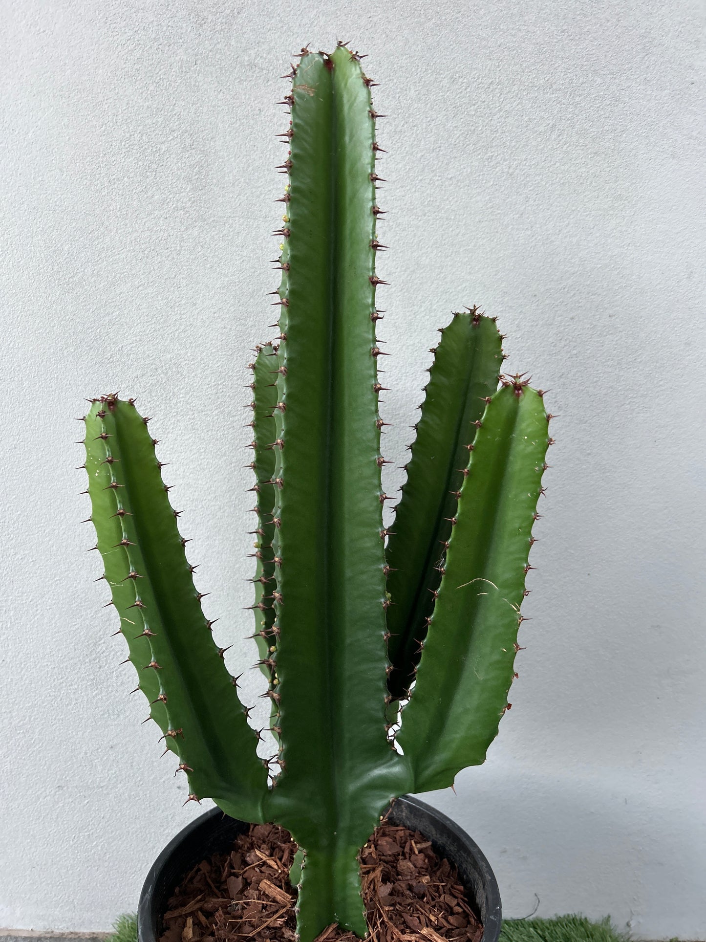 Euphorbia Cowboy - 4 Arms