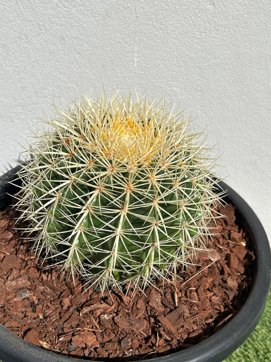 Golden Barrel cactus - Medium