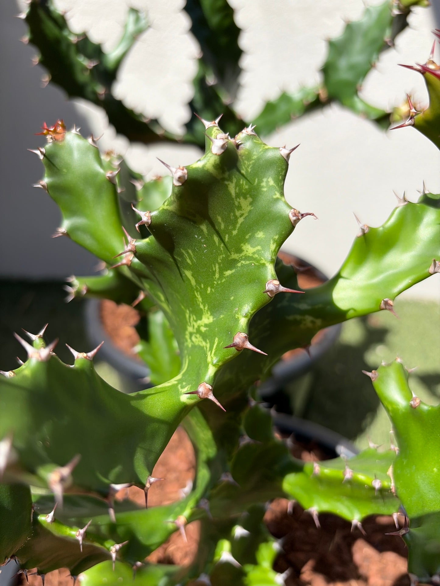 Spiral Euphorbia