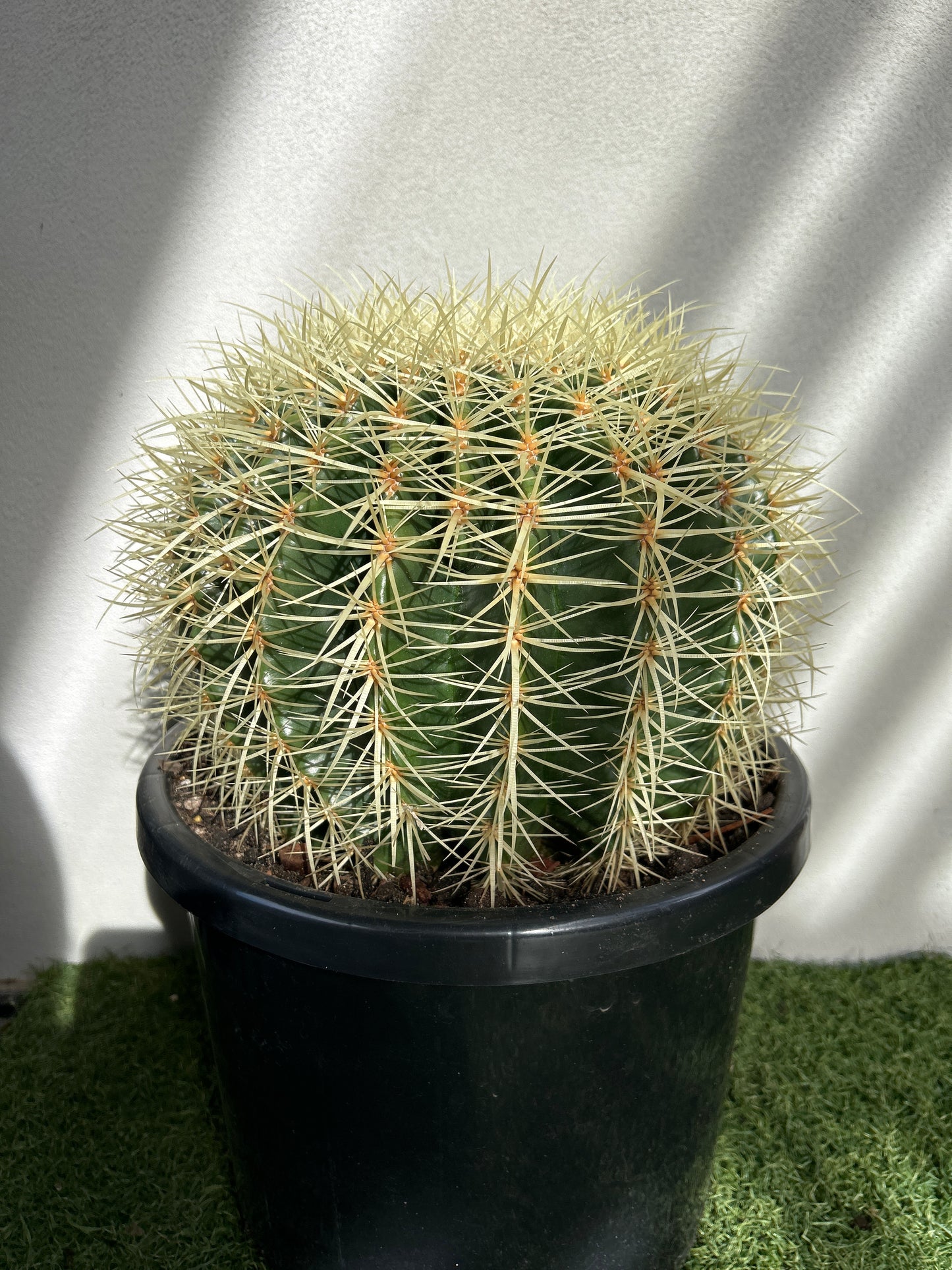 Golden Barrel cactus - Large