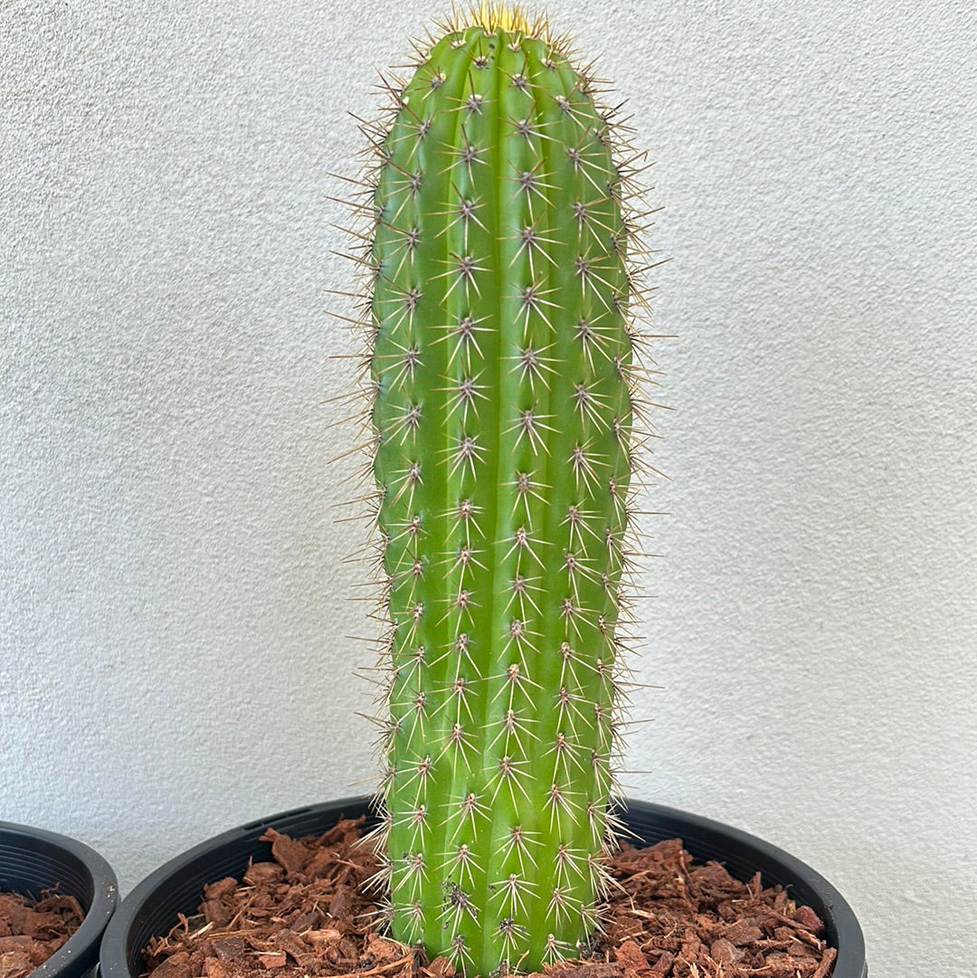 Golden Torch Cactus