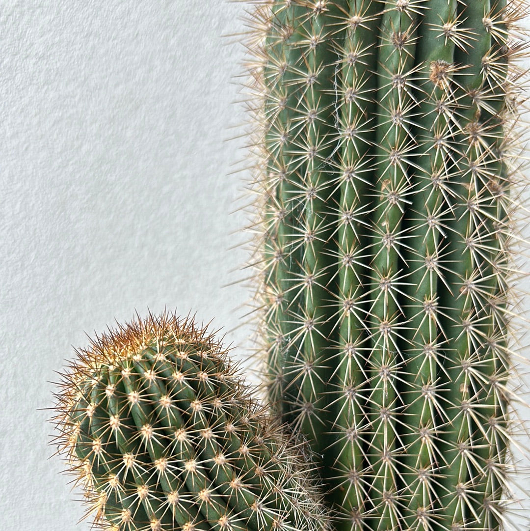 Echinopsis schickendantzii 2 arms