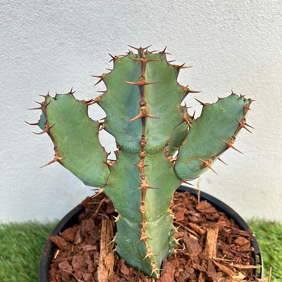 Euphorbia ceorulescens - Small