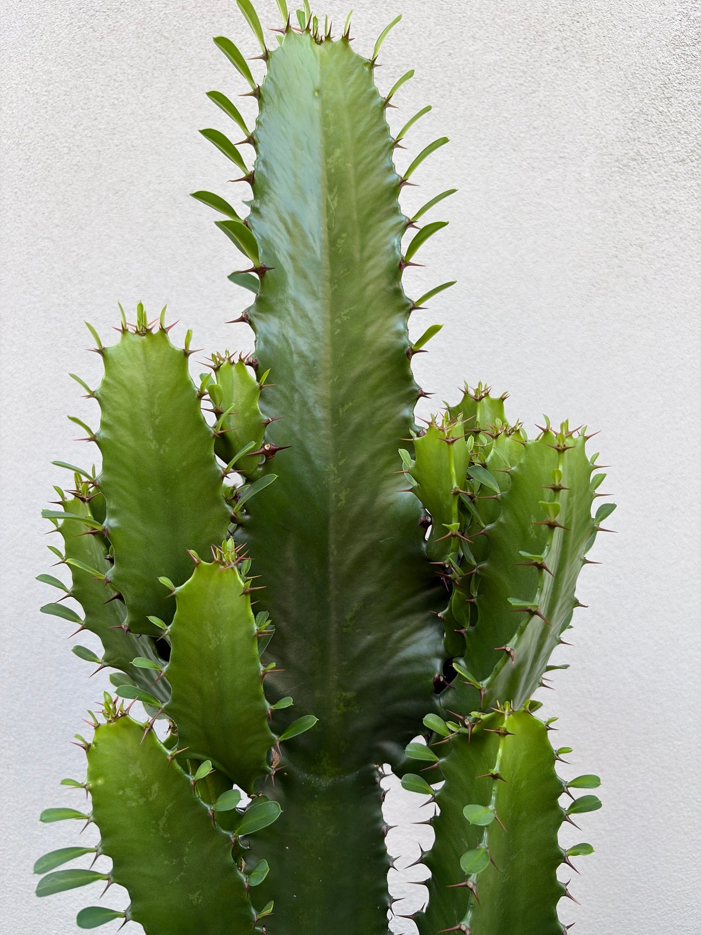Euphorbia Cowboy
