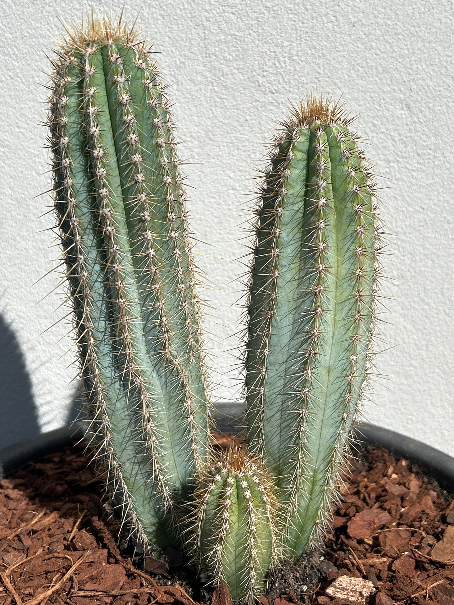 Pilosocereus Blue Torch Cactus - Multi