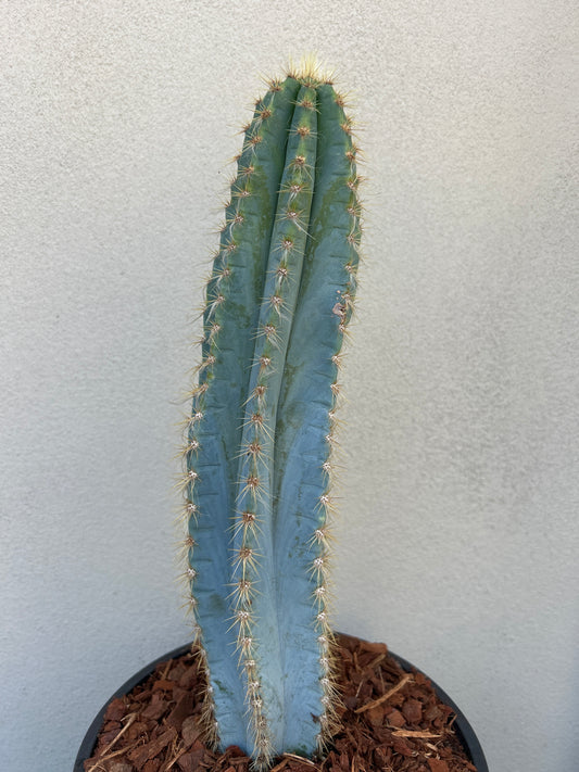 Blue Torch Cactus