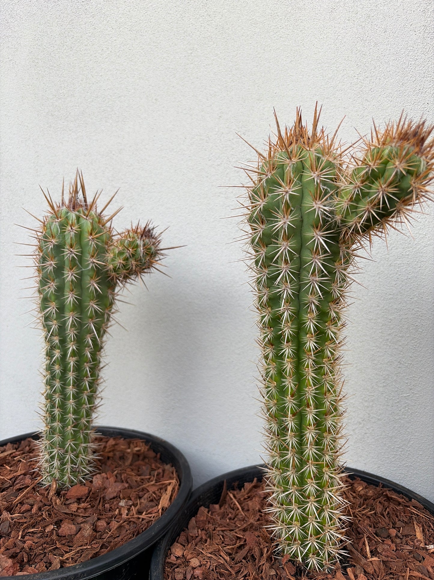 Pilocereus gounellei Cactus