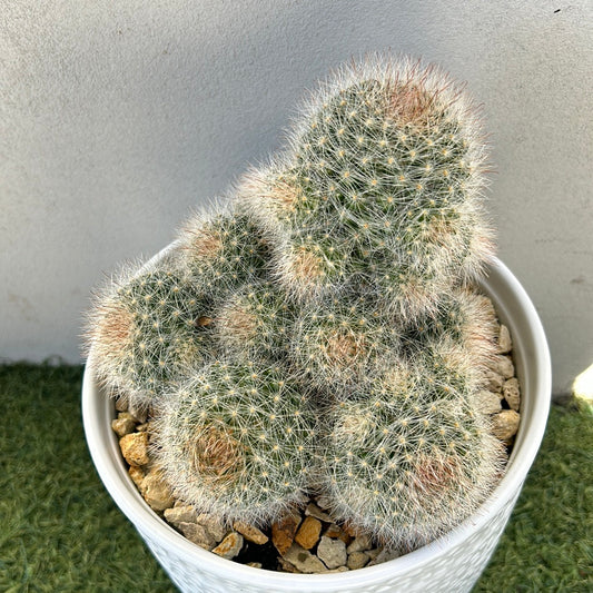 Euphorbia Cluster