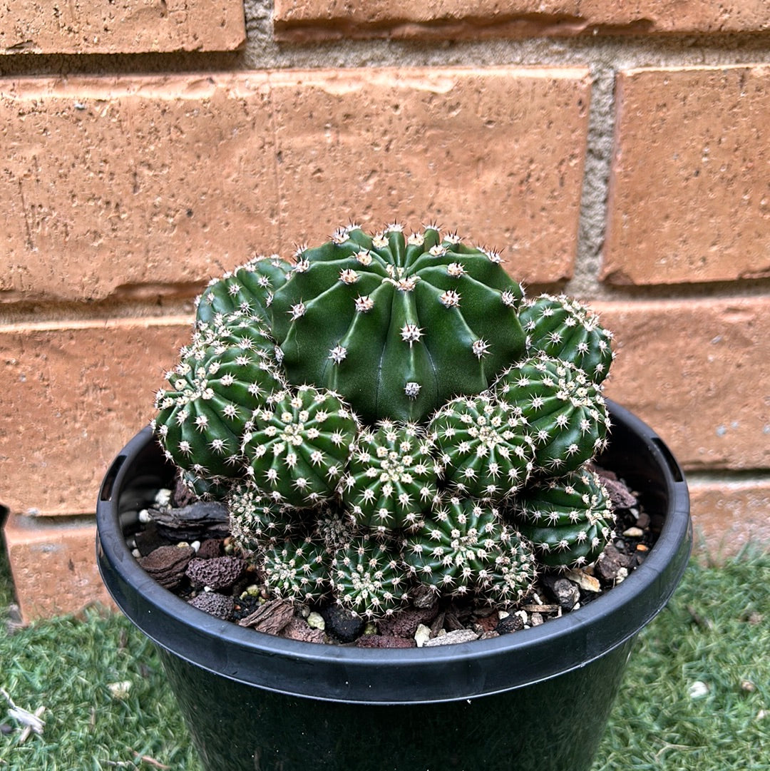 Easter Lilly Cactus