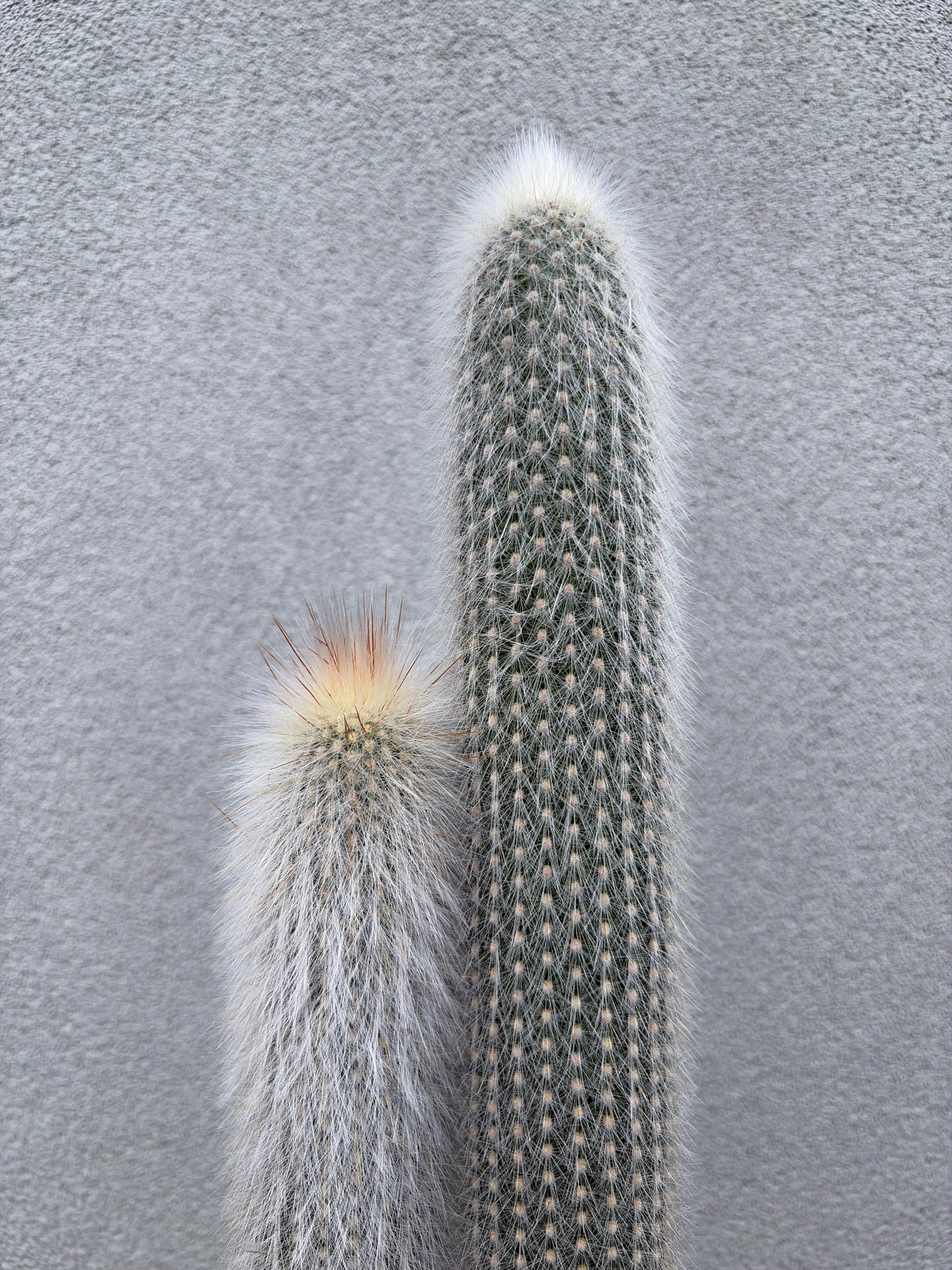 Cleistocactus strausii (Silver Torch Cactus)