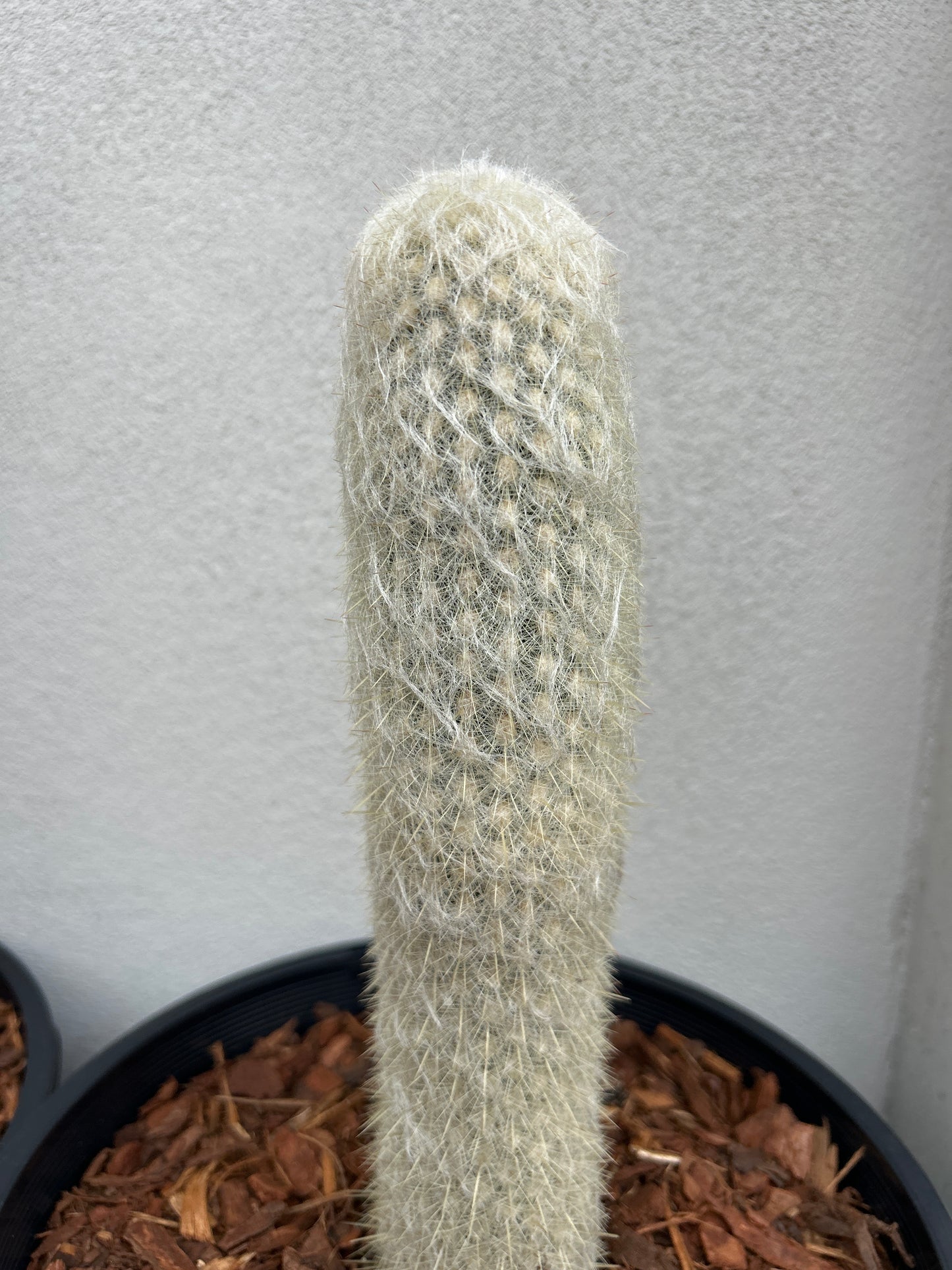 ESPOSTOA LANATA. Peruvian Old Man Cactus.