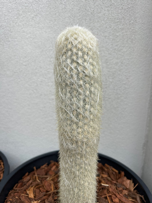 ESPOSTOA LANATA. Peruvian Old Man Cactus.