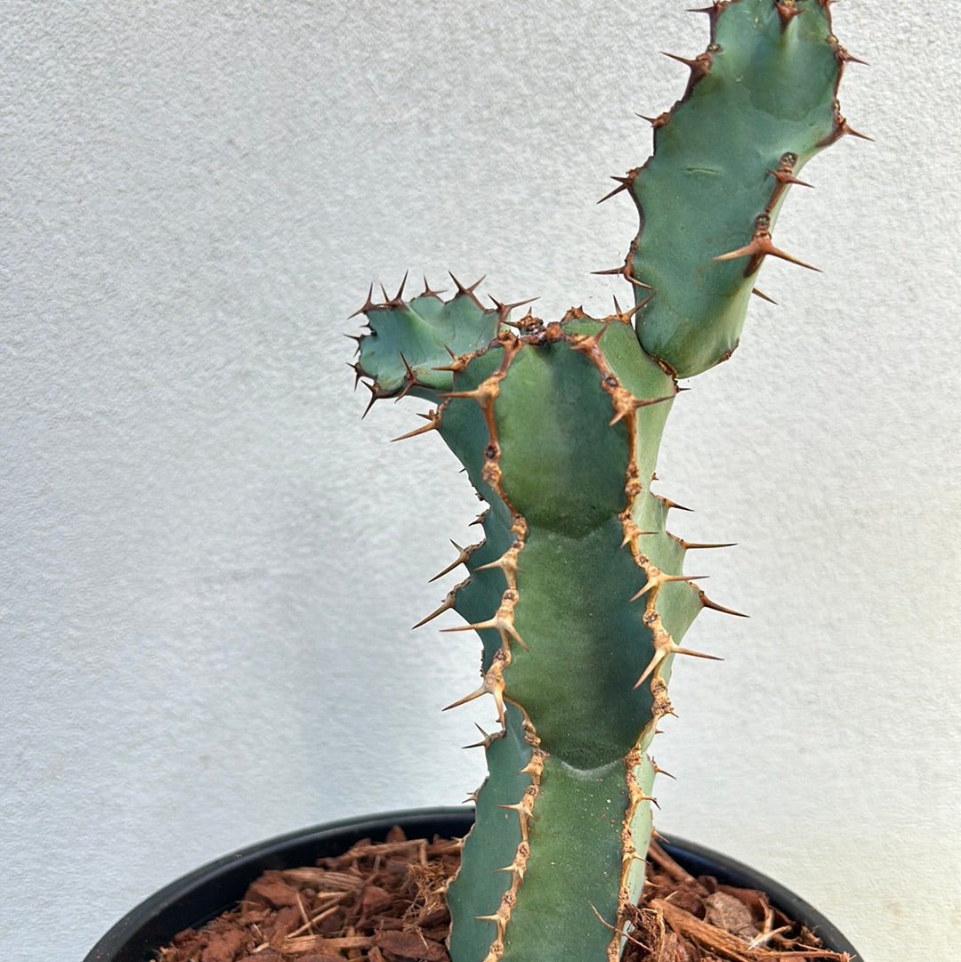 Euphorbia ceorulescens - Small