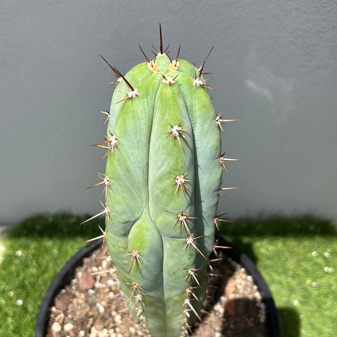 Rosei 1 Cactus