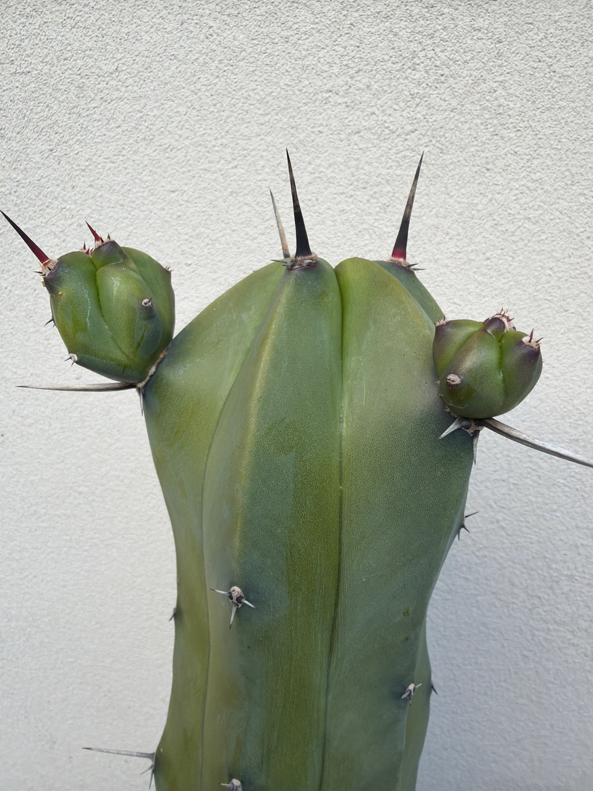 Myrtillocactus