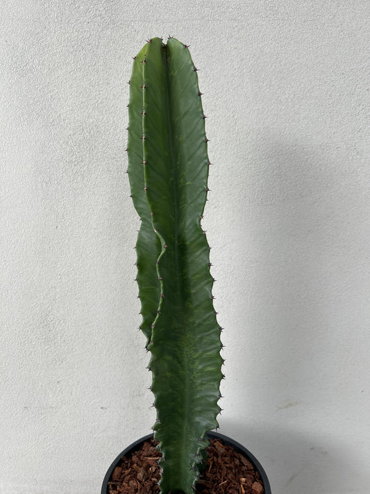Euphorbia Ingen