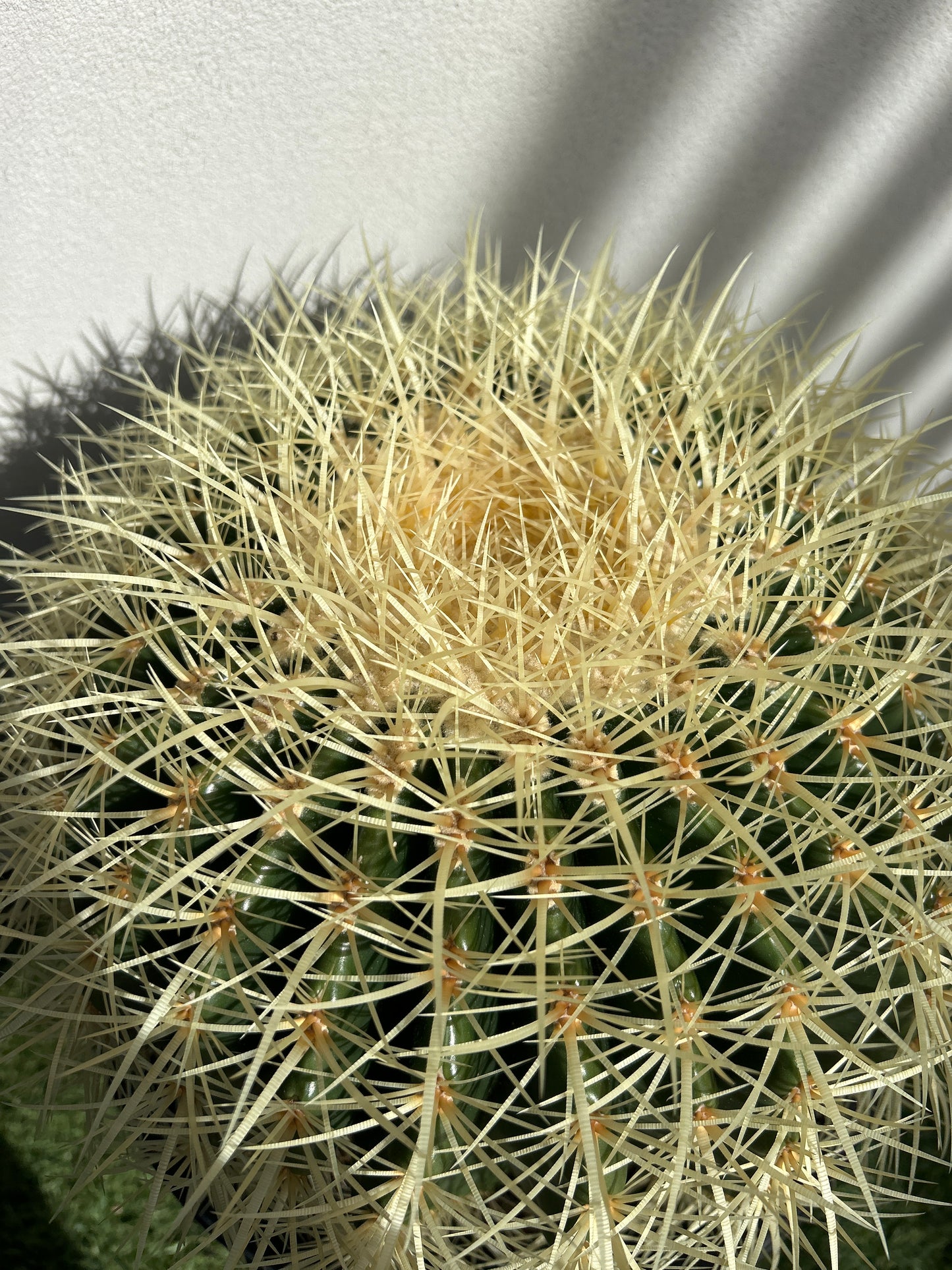 Golden Barrel cactus - Large