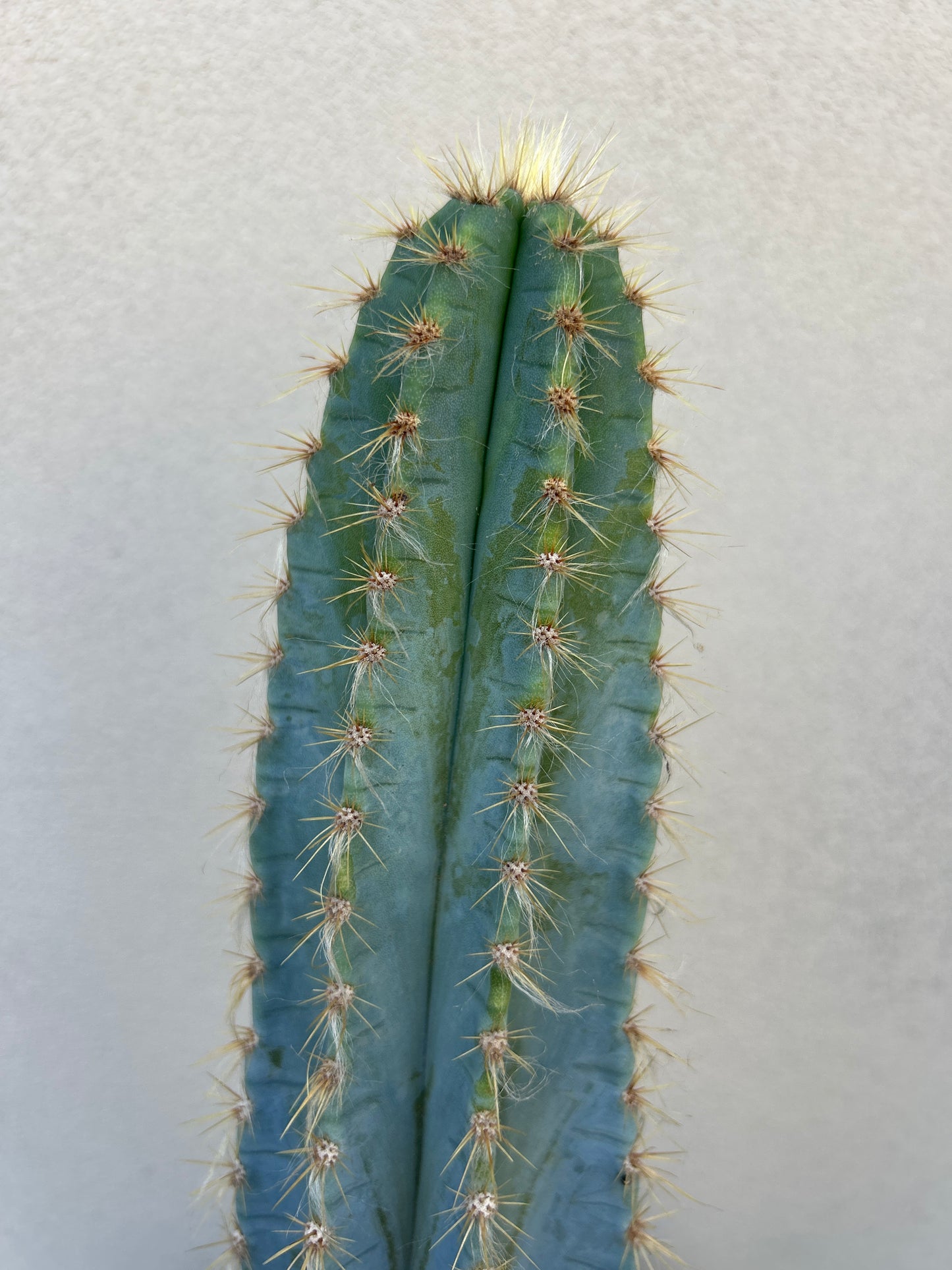 Blue Torch Cactus