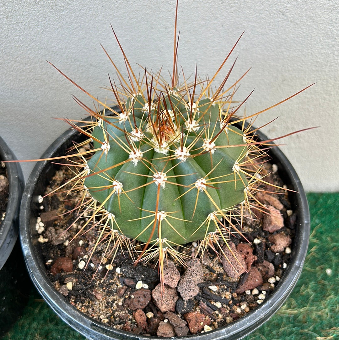 Melocactus Oreas
Longispinus