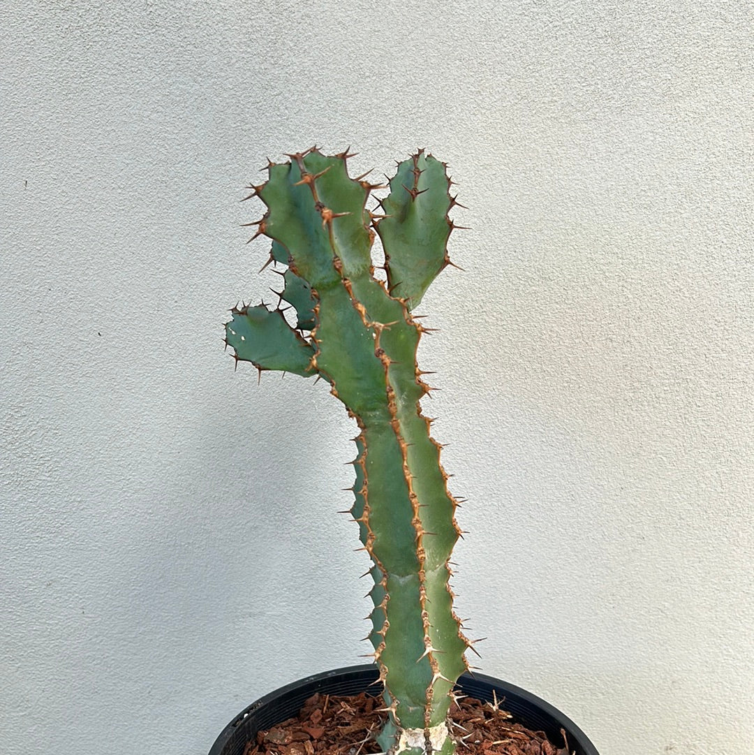 Euphorbia ceorulescens