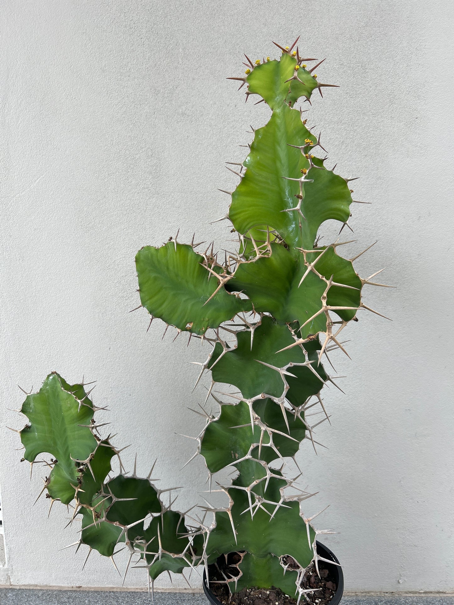 Cowhorn Cactus