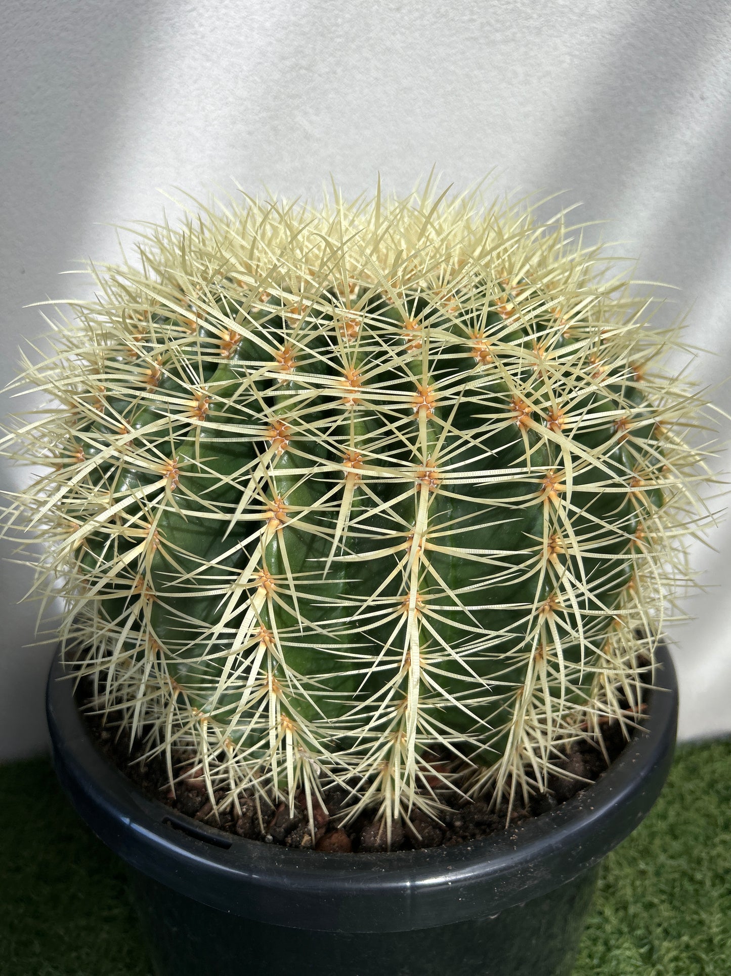 Golden Barrel cactus - Large