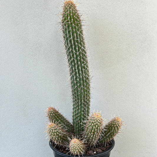 Espostoa Mirabilis Cactus