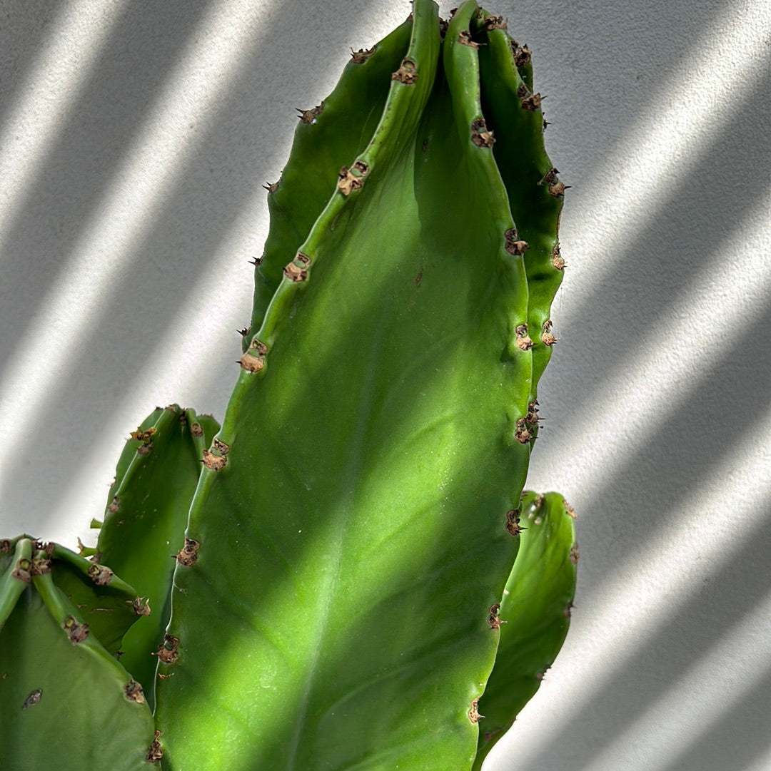 Euphorbia Ingen Cactus