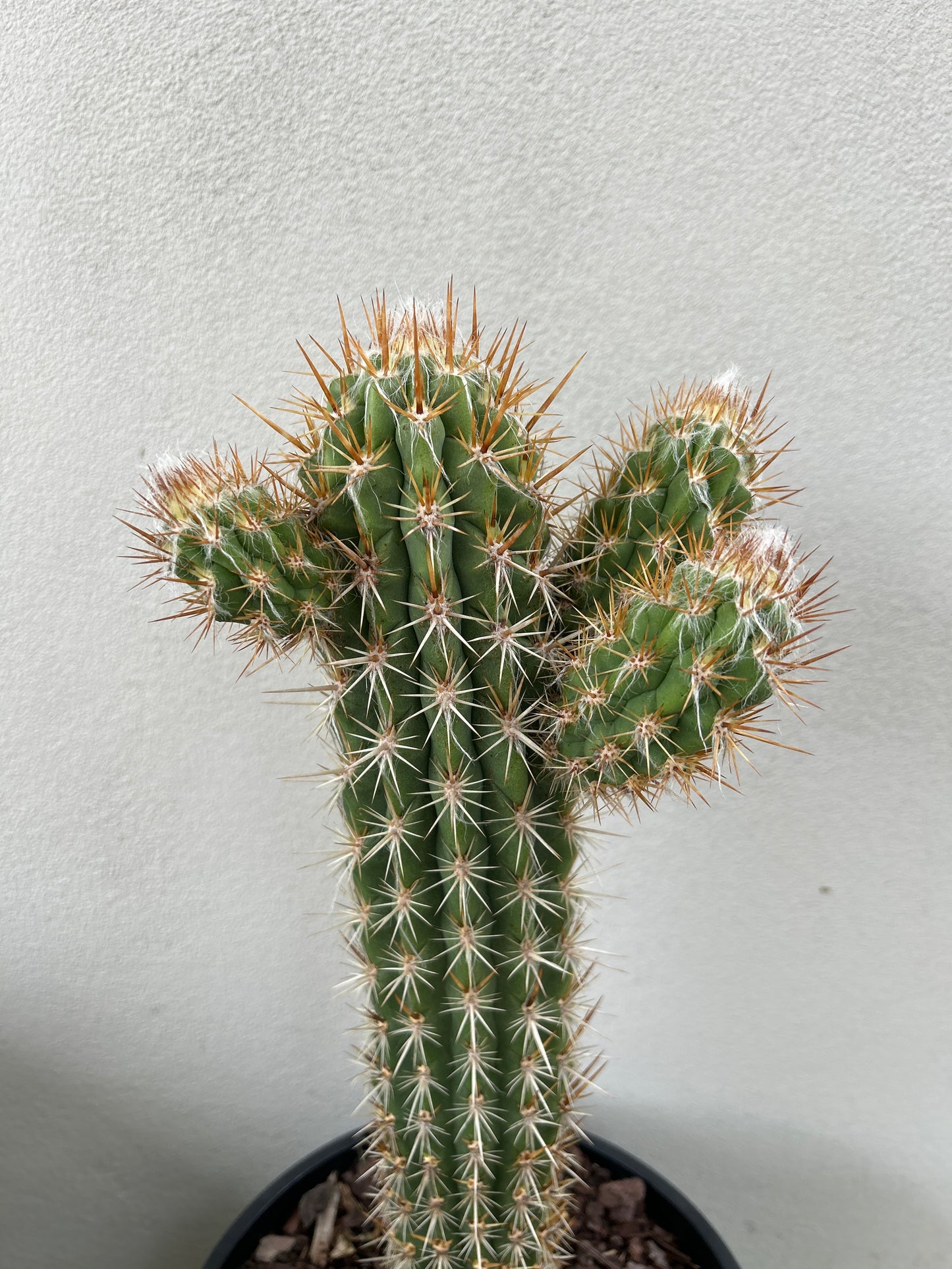 Pilocereus gounellei Cactus with 3 arms