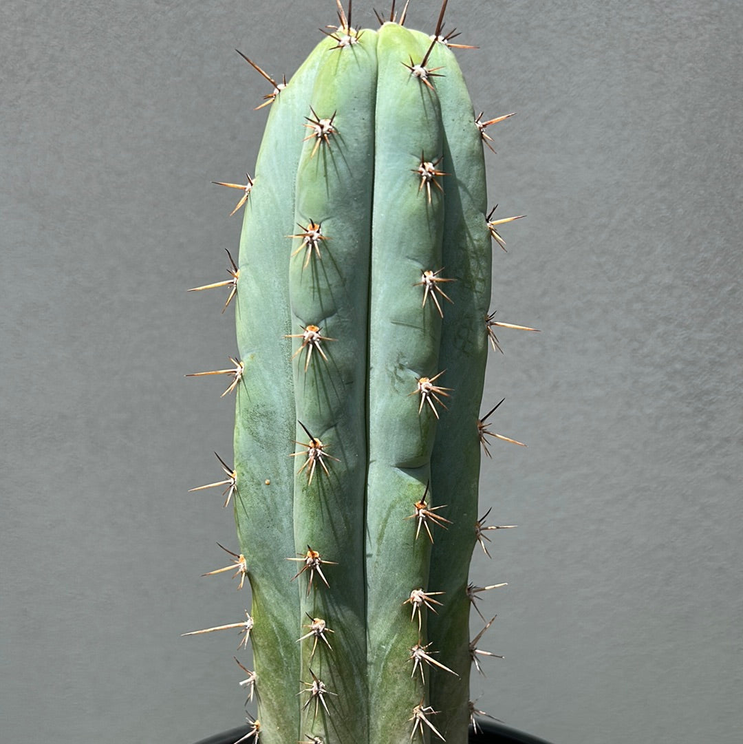 Rosei 1 Cactus