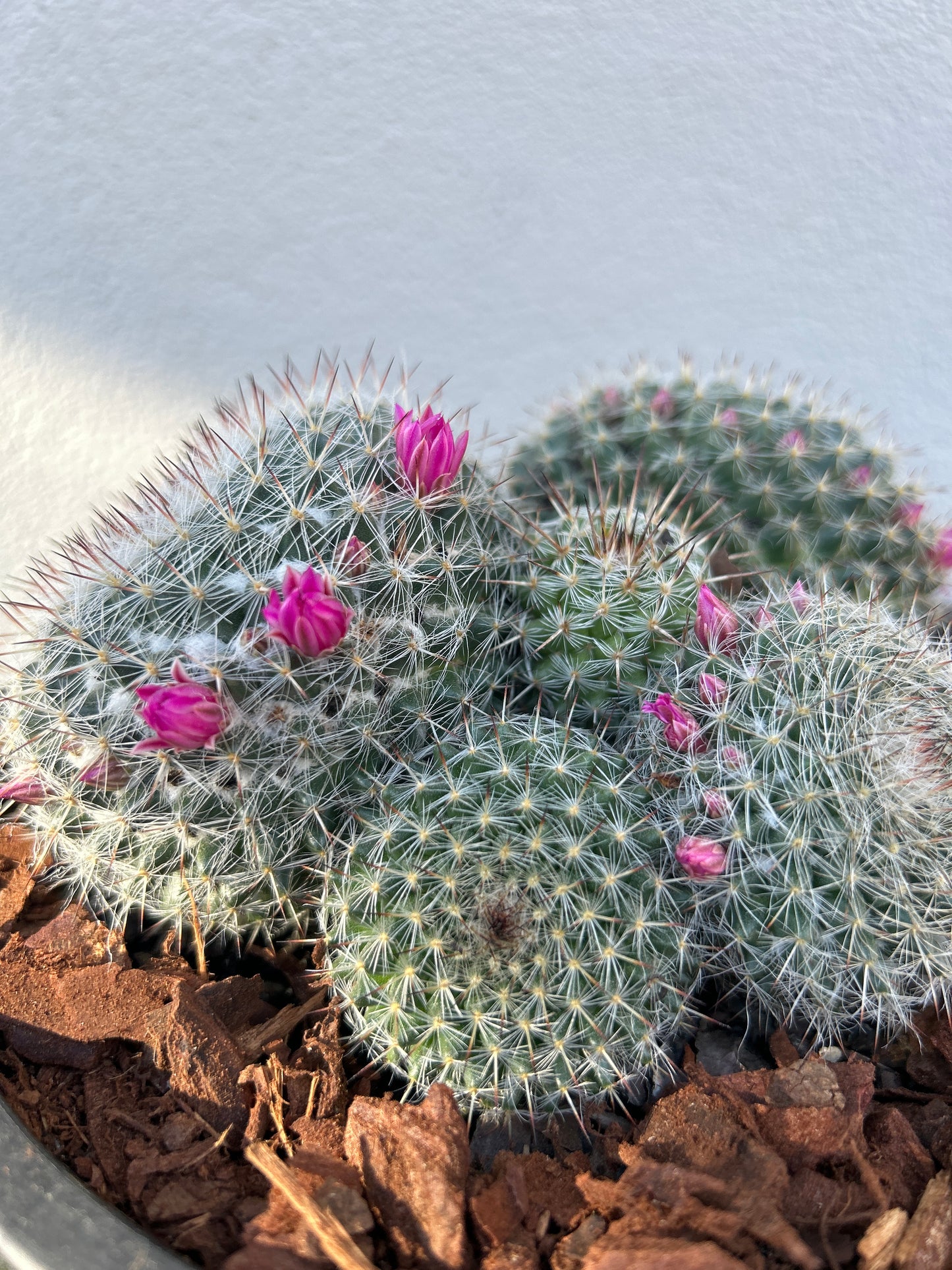 Mamillaria Cactus Cluster