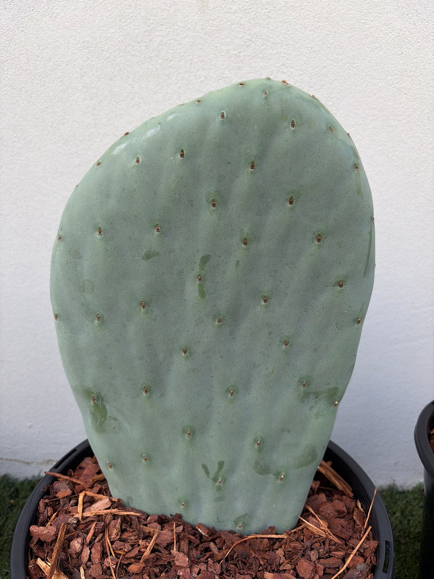 Burbank Spineless Cactus