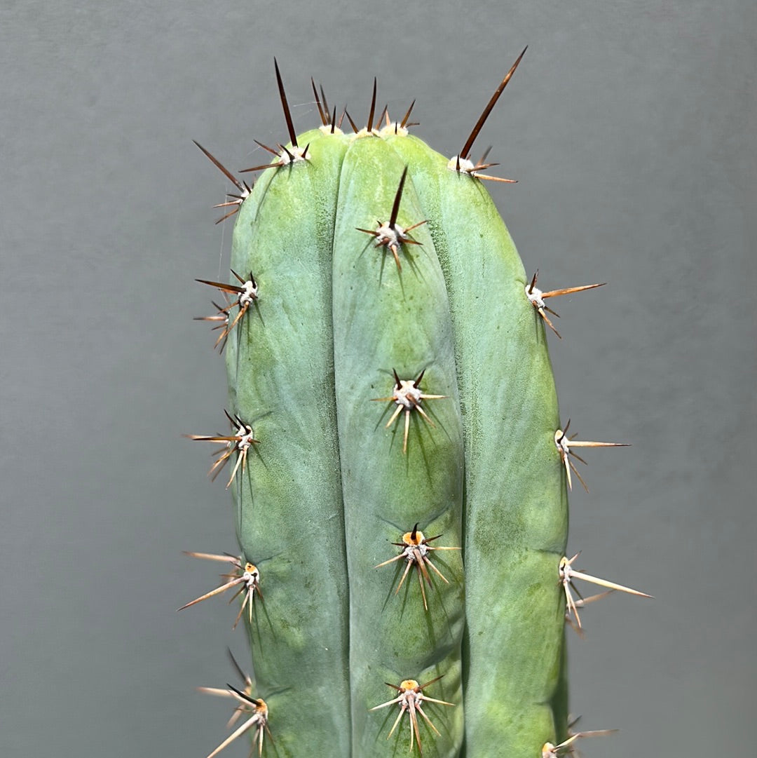 Rosei 1 Cactus