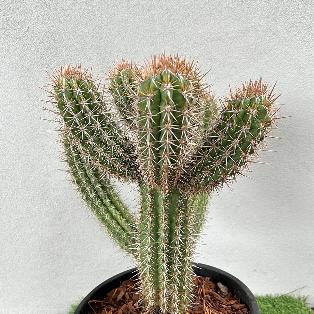 Pilocereus gounellei 
Cactus w/6 arms !