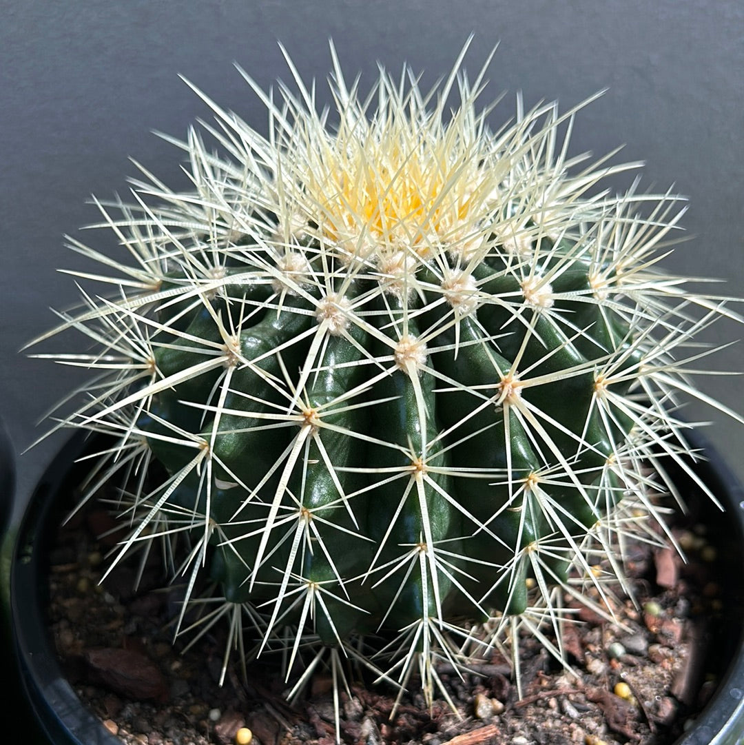 Golden Barrel Cactus - Small