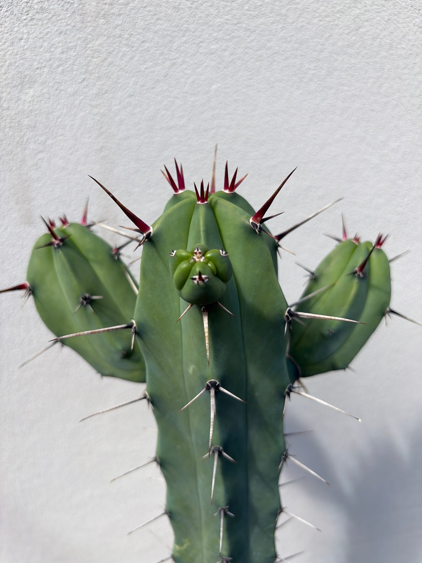 Myrtillocactus 3 arms